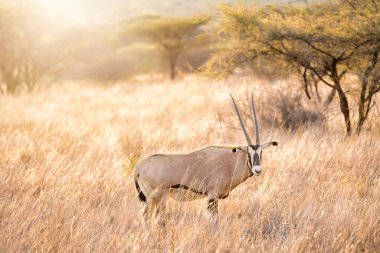 lone oryx eating grass in savanna grassland suring sun setting at Masai mara National reserve Kenya