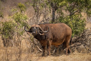 lone african buffalo standing by tree in savanna grassland with birds eating bug on body at Masai mara national reserve Kenya