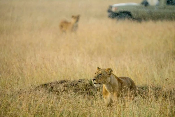 Lions Savanna Grassland Haunting Together Background Safari Tourist Watching Car — Stockfoto