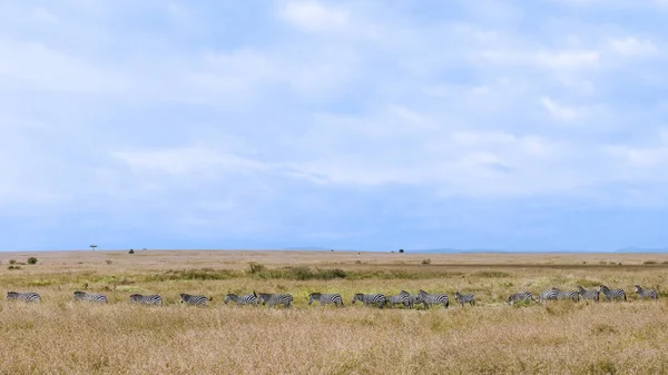 Panoramic Scenery Herd Zebra Walking Parade Together Migration Savanna Masai — Zdjęcie stockowe