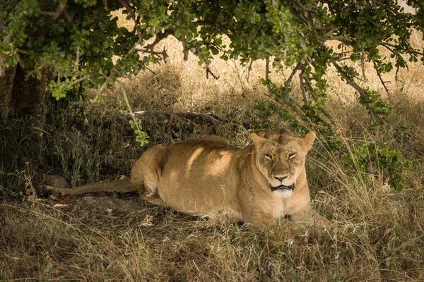 Lion Resting Tree Shade Masai Mara National Reserve Kenya — Stock Fotó