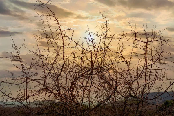 Natural Background Dried Acacia Bush Thorn Background Sunset Sky Africa — ストック写真