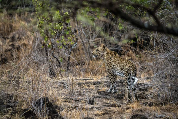 lone leopard one of big five animals walking in jungle at Masai Mara National Reserve Kenya