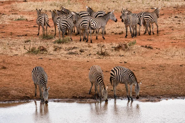 Herd Wild Zebra Having Water Water Pond Amboseli National Park — Stok fotoğraf