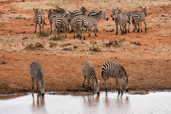 Herd of wild zebra having water at water pond at Amboseli National Park Kenya