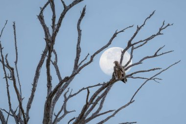 eagle on dead tree with background of full moon on blue sky at Lake Nakuru national park Kenya