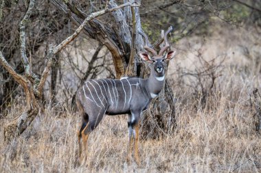 Kudu standing alone in savanna grassland at Masai Mara National reserve Kenya.