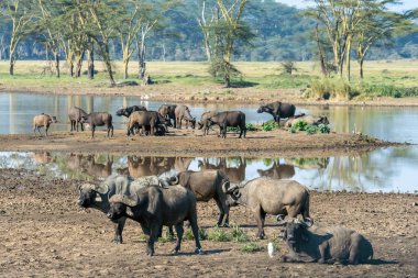 herd of african buffalo together at natural water pond at Lake Nakuru National Park Kenya