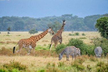 Rothschilds Giraffe at Lake Nakuru with zebra at national park Kenya