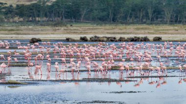 Scenery view of Flamingo flock standing in water of Lake Nakuru at Lake Nakuru National Park Kenya.