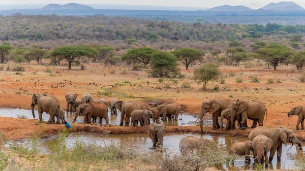 Herd African Elephants Together Having Water Morning Natural Water Pond — Stockfoto