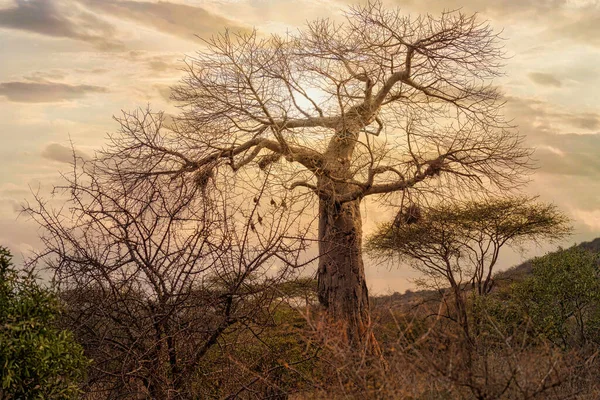 Africa Local Tree Baobab Tree Tsavo East National Park Kenya — Zdjęcie stockowe