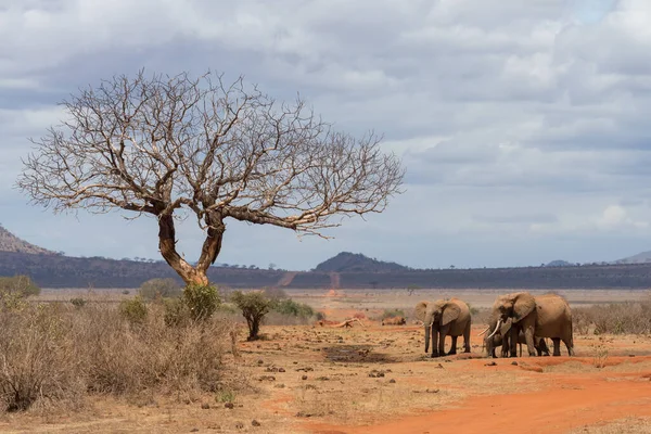 Herd African Elephants Standing Together Tsavo East National Park Kenya — Stockfoto