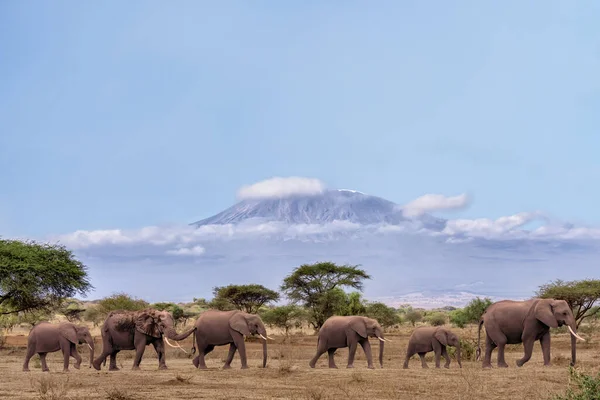 Kerd African Elephants Walking Together Background Kilimanjaro Mountain Amboseli National — Stockfoto