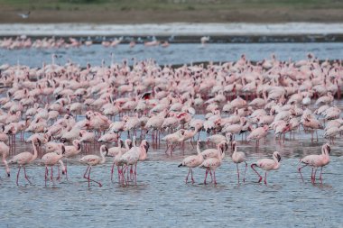 Scenery view of Flamingo flock standing in water of Lake Nakuru at Lake Nakuru National Park Kenya.
