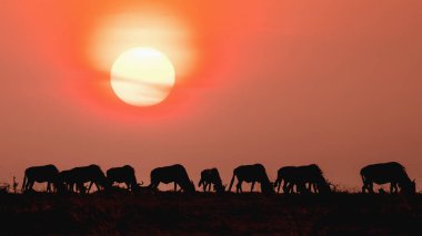 silhouette of herd of wildebeest standing together during sunset at Masai Mara National Reserve Kenya.