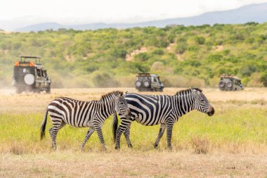 zebra standing in savanna grassland with background of safari tourist car at Masai Mara National Reserve Kenya