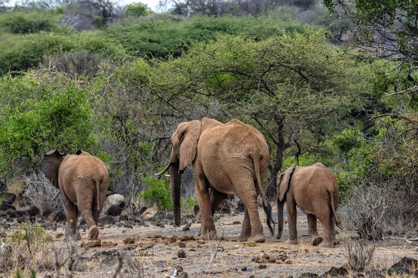 Herd African Elephants Walking Together Amboseli National Park Kenya — Stockfoto