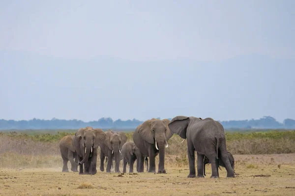 Herd African Elephants Standing Together Amboseli National Park Kenya — Stockfoto