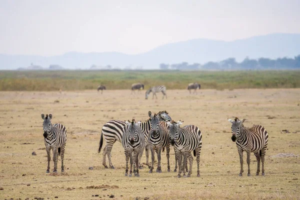 Herd Zebra Walking Eating Grass Savanna Grassland Masai Mara National — Stock Fotó