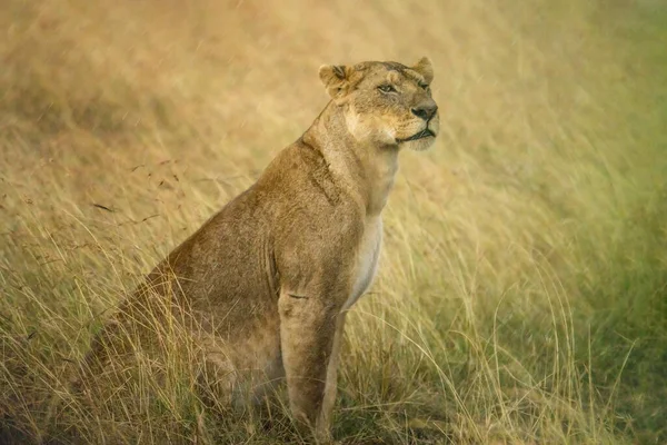 Female Lion Walking Savanna Grassland Masai Mara National Reserve Kenya — Fotografia de Stock