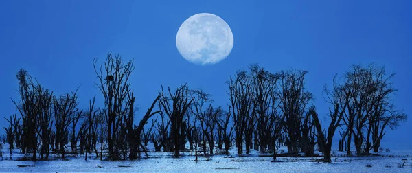 Landscape Scenery Silhouette Dead Tree Forest Lake Full Moon Night —  Fotos de Stock