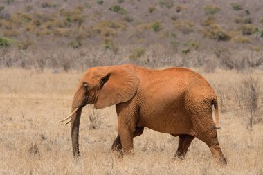 lone red african elephant at Tsavo National park Kenya