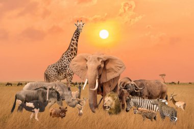 Group of safari African animals elephants, rhino, buffalo, giraffe, lion, elephant, leopard, hyena, zebra, wildebeest and others stand together in savanna grassland with background of sunset sky