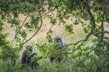 Baboons behind tree bush at Masai Mara national reserve and Lake Nakuru national park inKenya
