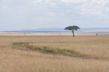 landscape scenery of savanna grassland ecology with lone tree at Masai Mara National Reserve Kenya