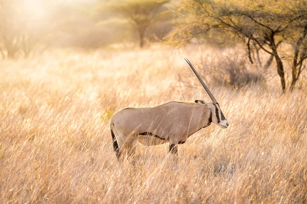 Lone Oryx Eating Grass Savanna Grassland Suring Sun Setting Masai — Zdjęcie stockowe