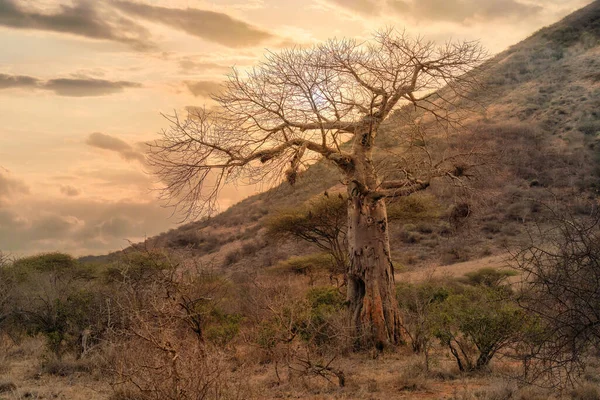 Africa Local Tree Baobab Tree Tsavo East National Park Kenya — Zdjęcie stockowe