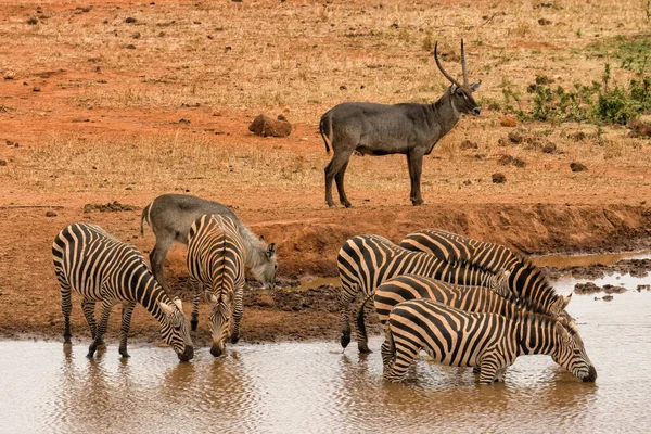 Herd Wild Zebra Having Water Water Pond Amboseli National Park — Stock Fotó