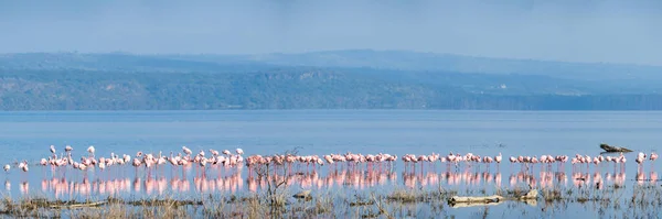 Scenery View Flamingo Flock Standing Water Lake Nakuru Lake Nakuru — Foto Stock