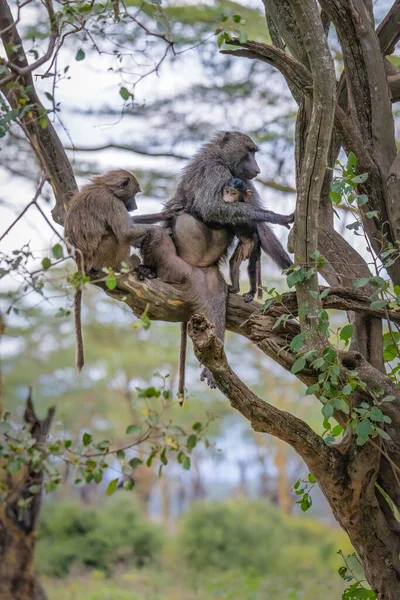 Baboon mother and bay on tree at Masai Mara national reserve and Lake Nakuru national park inKenya