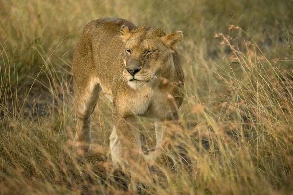 Female Lion Walking Savanna Grassland Masai Mara National Reserve Kenya — Stock Fotó