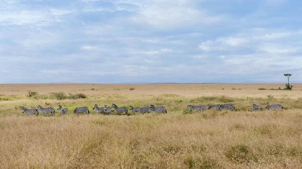 Panoramic Scenery Herd Zebra Walking Parade Together Migration Savanna Masai — Zdjęcie stockowe