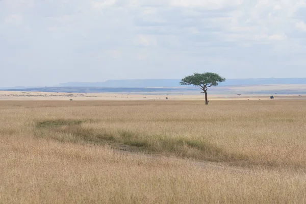 Landscape Scenery Savanna Grassland Ecology Lone Tree Masai Mara National — Zdjęcie stockowe