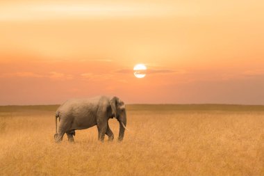 lone African elephant walking alone in savanna grassland during sunset at Maasai Mara National Reserve Kenya