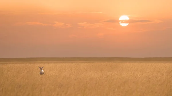 Small Cute Dik Dik Standing Alone Savanna Grassland Sunset Maasai — Zdjęcie stockowe