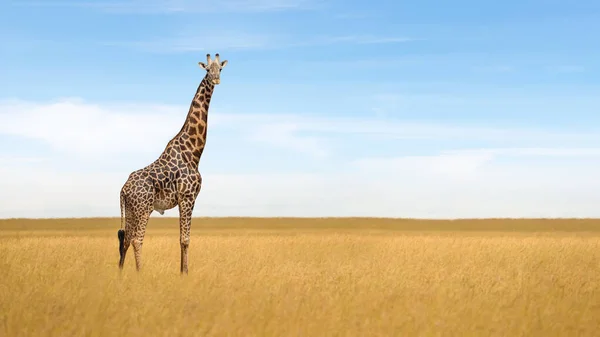 Lone African Giraffe Standind Alone Savanna Grassland Blue Sky Background — Stok Foto