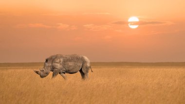 african rhinoceros or rhino walking alone in savanna grassland during sunset at Maasai Mara National reserve Kenya