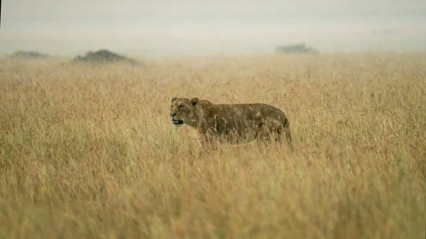 Female Lion Walking Savanna Grassland Masai Mara National Reserve Kenya — Stock fotografie