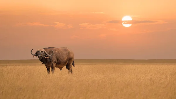 African Buffalo Standing Alone Savanna Grassland Sunset Maasai Mara National — Zdjęcie stockowe