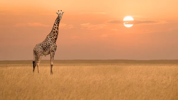 Lone African Giraffe Standind Alone Savanna Grassland Sunset Maasai Mara — Stock Fotó