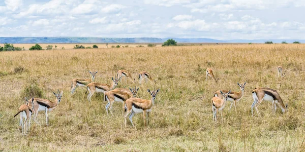 pack of Antelope Thompson eating grass together in savanna grassland at Masai Mara National Reserve Kenya.