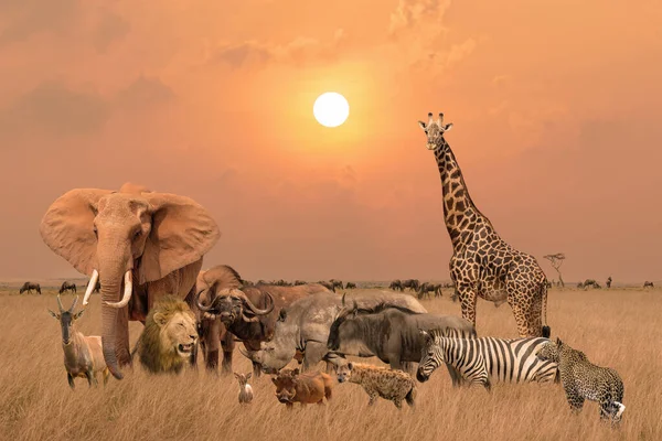 Group Safari African Animals Elephants Rhino Buffalo Giraffe Lion Elephant — Zdjęcie stockowe