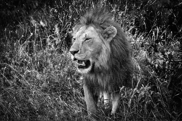 Zblízka Lví Tvář Stojící Masai Mara Národní Rezerva Keňa — Stock fotografie