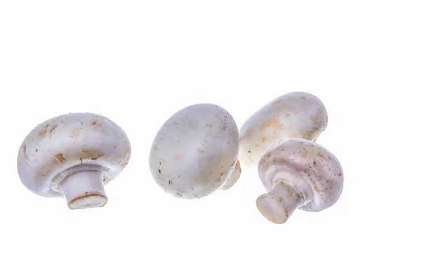 Types of mushrooms — Stock Photo, Image