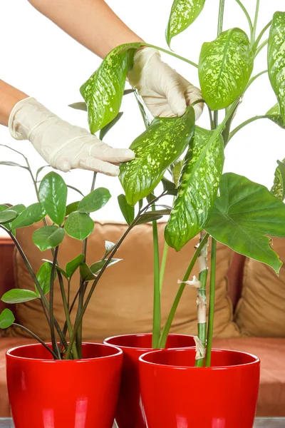 Hands with gloves and plant — Stock Photo, Image